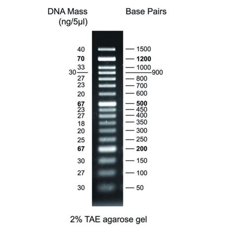 FastGene 50 bp DNA Marker - NIPPON Genetics EUROPE