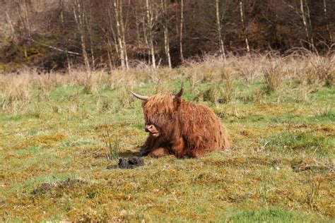 Aberdeen Angus Cow stock image. Image of rural, bovine - 125594799