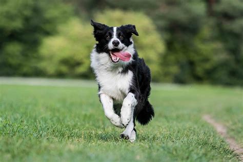 Best Dog Food for an Border Collie with a Sensitive Stomach - Spot and Tango