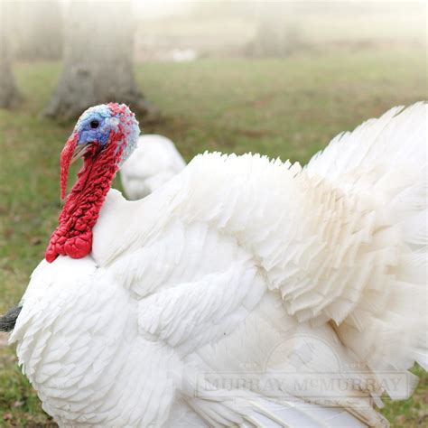 Comparing Heritage and Production Turkey Breeds - Murray McMurray Hatchery Blog