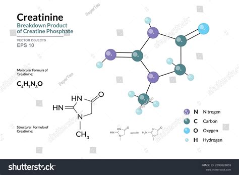 Creatinine Breakdown Product Creatine Phosphate Structural Stock Vector ...