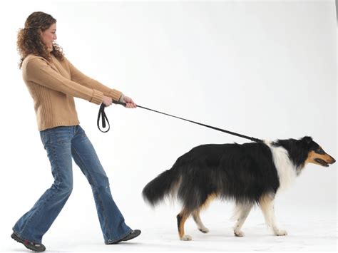 Stop Dog Leash Pulling with Jeff Millman Dog Training, LLC.