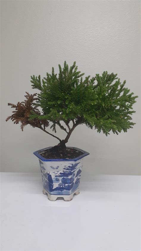 Finally found a decent pot for my Dragon Prince Cryptomeria. : r/Bonsai