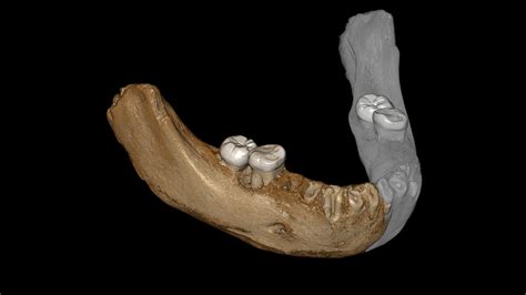 Denisovan Jawbone Discovered in a Cave in Tibet - The New York Times