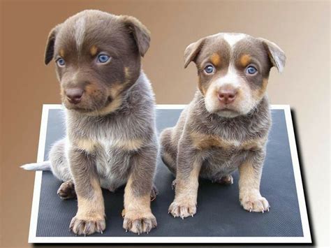 chocolate+cattle+dog | Chocolate Heelers Rare gene Too cute. | Cachorro