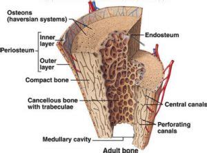 Endosteum - Function, Location and Anatomy