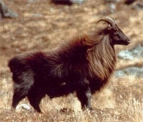 Blue Planet Biomes - Himalayan Tahr