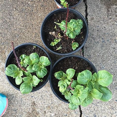 Tried propagating roses in a potato trick. All I got were potatoes. #whatamidoingwrong # ...