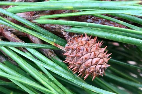 Pitch Pine (Pinus rigida) Immature Cones – Seashore to Forest Floor