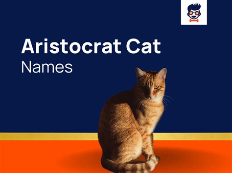 1150+ Aristocrat Cat Names for Sweet Pea