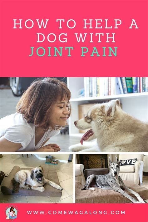 How to help a dog with joint pain – Artofit