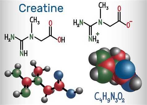 Monohydrate or creatine malate – which one to choose?