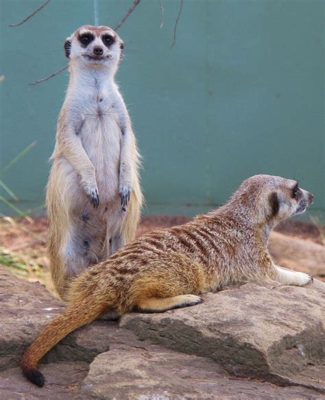 Meerkats in Dubbo Zoo | Meerkat, Animals, Zoo