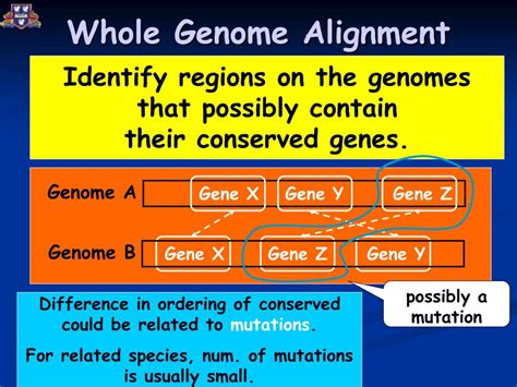 PPT - Locating conserved genes in whole genome scale PowerPoint Presentation - ID:5696835