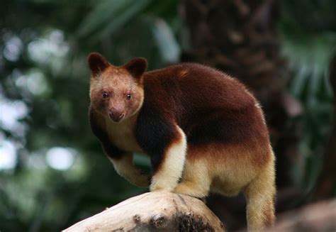 The Kangaroo that Went Back to the Trees | The Ark In Space