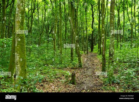 Maramagambo Forest, Queen Elizabeth NP, Uganda Stock Photo - Alamy