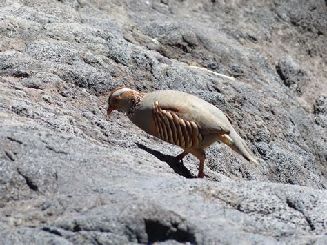 Free Images : bird, animal, wildlife, fauna, galliformes, vertebrate ...