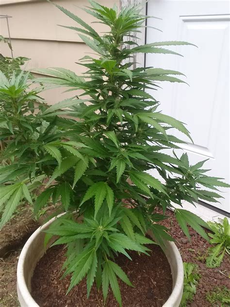 Plant is flowering (6 weeks old, 2 ft tall, outdoor, Northern Lights ...