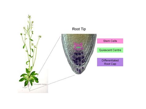 Biologists demonstrate how signals in plant roots determine the activity of stem cells