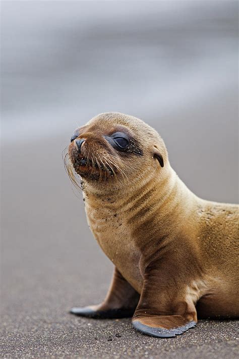 Galapagos Sea Lion Zalophus Wollebaeki by John Freeman