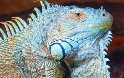 Green iguana - Online Jigsaw Puzzles