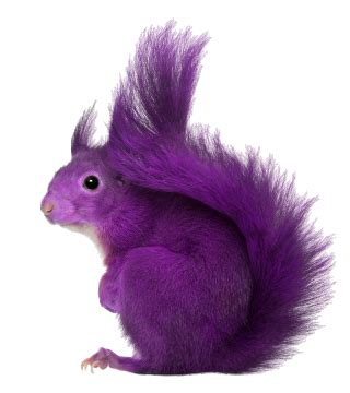 Squirrel PNG, Squirrel Transparent Background - FreeIconsPNG