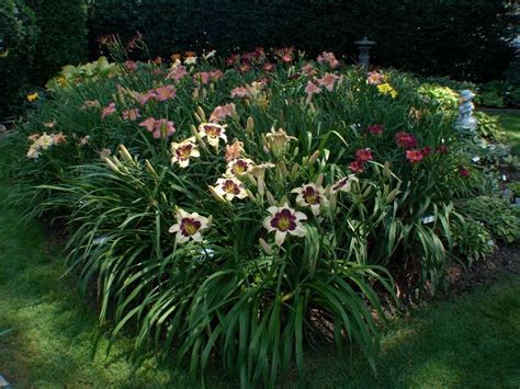 50+ Beautiful Daylily Garden - Decoratoo | Daylily garden, Flower garden design, Evergreen plants