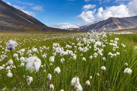 Tundra photos from Alaska's Interior and Arctic landscape. | Wild flowers, Arctic landscape, Alaska