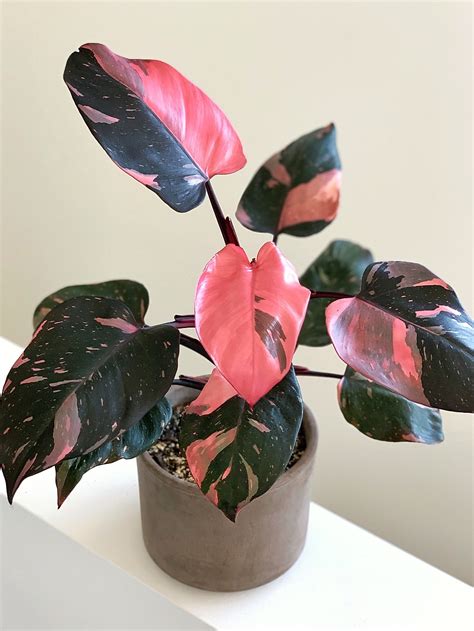 Pink Princess Philodendron – Uvida Shop: Boston's first Zero Waste Store