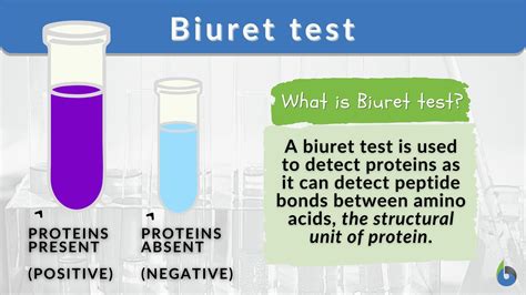 Biuret test - Definition and Examples - Biology Online Dictionary