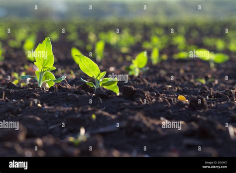 Crops planted in rich soil get ripe under the sun fast Stock Photo - Alamy