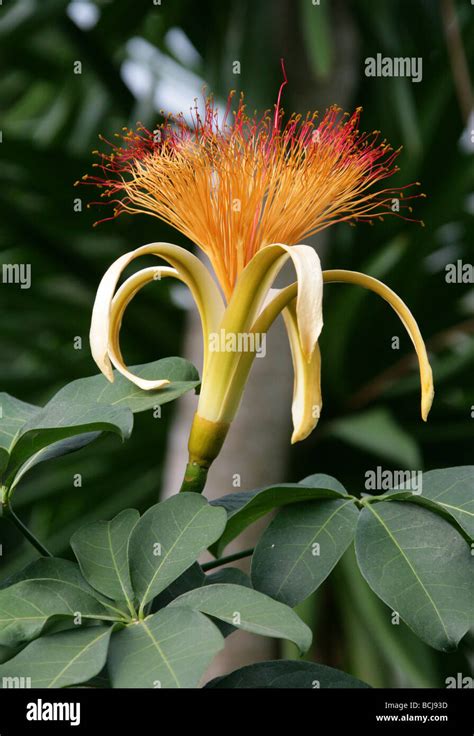 Guiana Chestnut Tree Flower, Pachira aquatica, Malvaceae, Central and South America Stock Photo ...