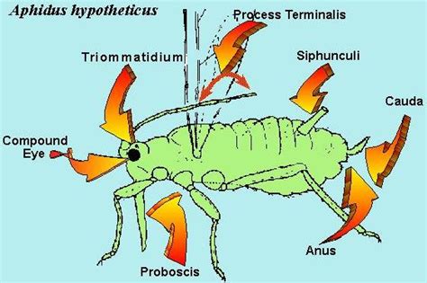 Aphids: The Small, Green World Of Family Aphidoidea | Earth Life