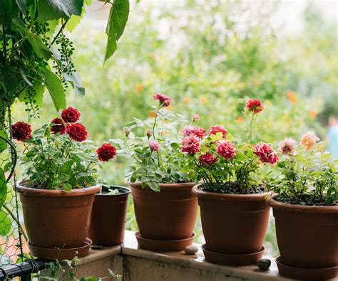 How to grow roses in pots: expert tips for container blooms | Homes ...