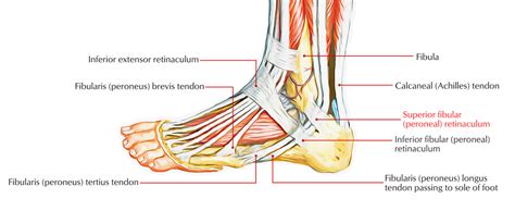 Superior Peroneal Retinaculum – Earth's Lab