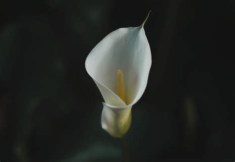 What is the Meaning of a Calla Lily? Symbolism & Facts of Calla Lilies