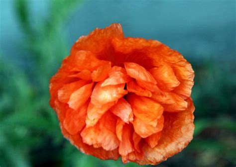 The red beauty | Nice and beautiful flowers in garden. | yrjö jyske | Flickr