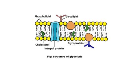 What are glycolipids? Types, properties, and functions - Science Query