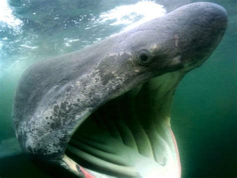 Basking Shark Facts | Basking Shark Habitat & Diet