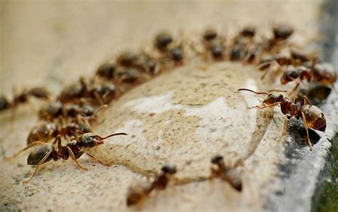 What does the Ant Totem teach us? - Native American Totems