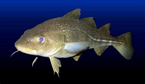 Atlantic Cod - Fishes World - HD Images & Free Photos