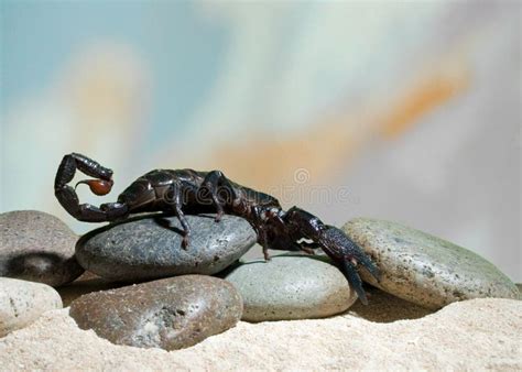 Black Scorpion stock photo. Image of colors, scorpion - 14413352