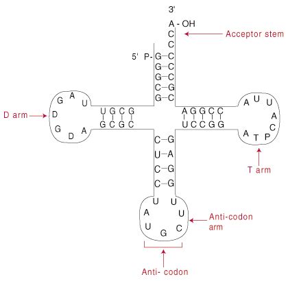 Describe the Structure of a Trna Molecule - Sierra-has-Cisneros