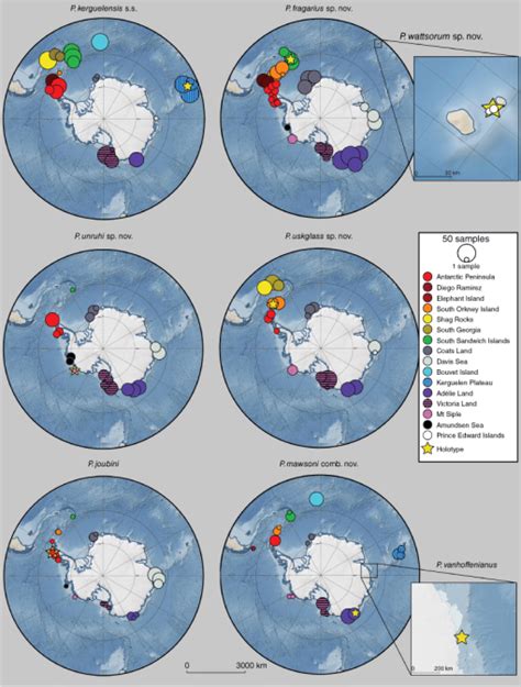 Resolving the taxonomy of the Antarctic feather star species complex ...