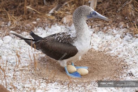 Blue-footed booby in nest with eggs, Galapagos — wildlife, seabird ...