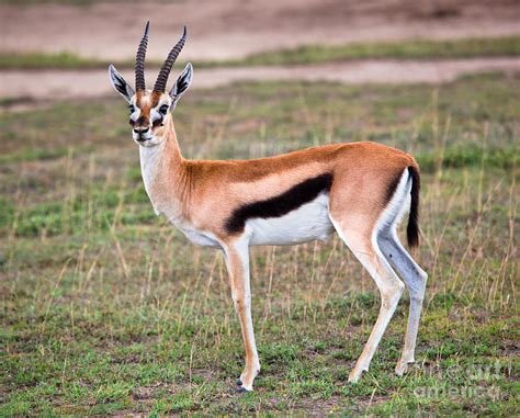 Thomson's gazelle on savanna in Africa Photograph by Michal Bednarek ...