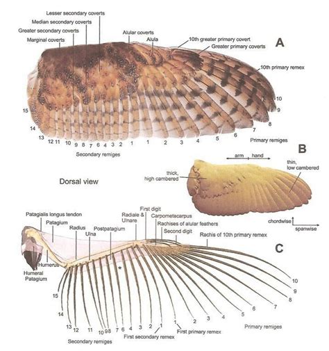 Pin by Laura Grillo on Inspiration | Owl wings, Barn owl wings, Owl anatomy