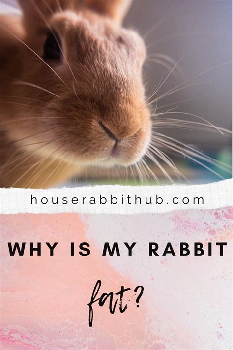 Why Is My Rabbit fat? - House Rabbit Hub