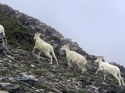 Lecture on Dall sheep includes their population status | Outdoors | newsminer.com