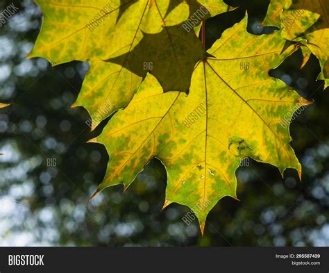 Leaves Norway Maple, Image & Photo (Free Trial) | Bigstock